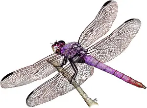 Libellulidae Prints: Roseate Skimmer Dragonfly