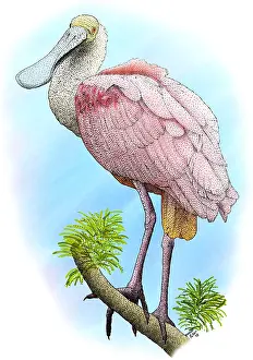 Wading Prints: Roseate Spoonbill