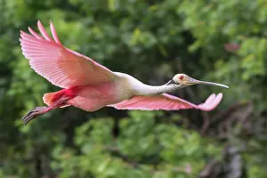 Science Source Collection Prints: Roseate Spoonbill Flying