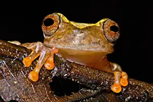 Nocturnal Prints: Ross Allen's Treefrog