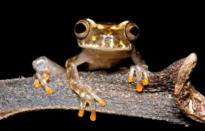 Nocturnal Prints: Ross Allen's Treefrog