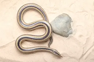 Arizona Prints: Rosy Boa (Lichanura trivirgata)