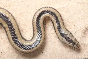 Arizona Prints: Rosy Boa (Lichanura trivirgata)