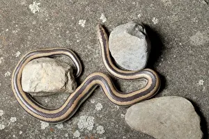 Arizona Prints: Rosy Boa (Lichanura trivirgata)