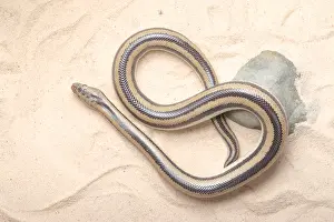 Arizona Prints: Rosy Boa (Lichanura trivirgata)