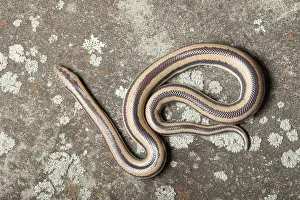 Squamate Prints: Rosy Boa (Lichanura trivirgata)