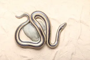 Serpentes Prints: Rosy Boa (Lichanura trivirgata)