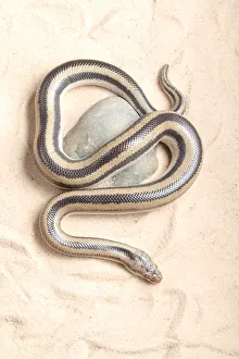 Many Science & Medical Prints: Rosy Boa (Lichanura trivirgata)