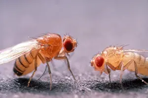 Flies Prints: Rosy-Eyed Fruit Fly