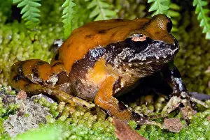Ground Prints: Rosy Ground Frog