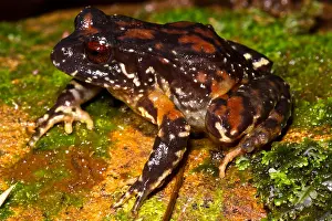 Ground Prints: Rosy Ground Frog