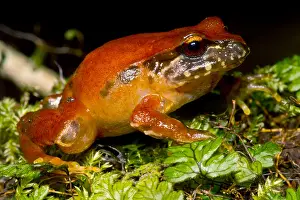 Ground Prints: Rosy Ground Frog