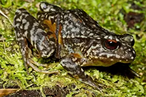 Ground Prints: Rosy Ground Frog