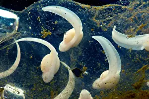 Forest Prints: Rosy Ground Frog Eggs