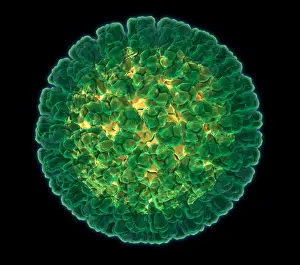 Pathogen Prints: Rotavirus, Molecular Model