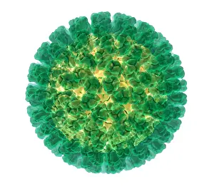 Pathogen Prints: Rotavirus, Molecular Model
