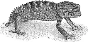 Tailed Prints: Rough Knob Tailed Gecko