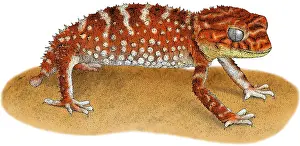 Tailed Prints: Rough Knob-Tailed Gecko