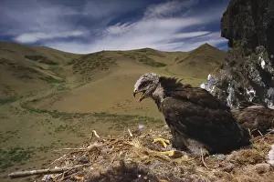 Cloud Prints: Rough Legged Buzzard
