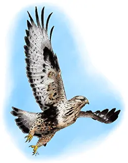 Hawk Prints: Rough-legged Hawk