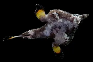 Atlantic Prints: Roughback Batfish