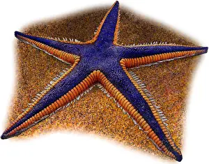 Star Prints: Royal Starfish
