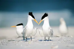 Behavior Prints: Royal Terns