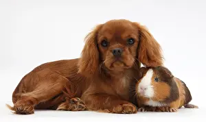 Dogs Prints: Ruby Cavalier King Charles Spaniel Pup and Guinea Pig
