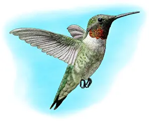 Birds Prints: Ruby-Throated Hummingbird