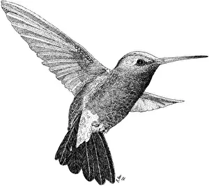 Birds Prints: Ruby Throated Hummingbird