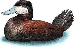 March Prints: Ruddy Duck, Oxyura jamaicensis, Illustration