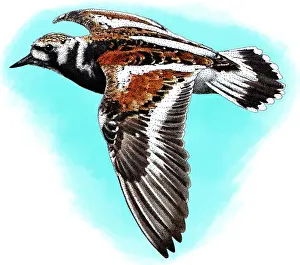 Shorebird Prints: Ruddy turnstone