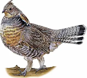 Ruffed Prints: Ruffed Grouse