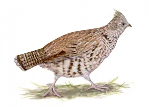 Game Prints: Ruffed Grouse