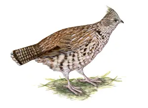 Game Prints: Ruffed Grouse