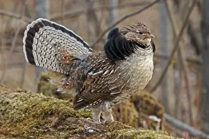 Tail Prints: Ruffed Grouse Courtship Display