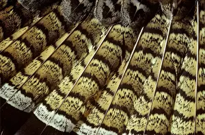 : Ruffed Grouse Tail Feathers