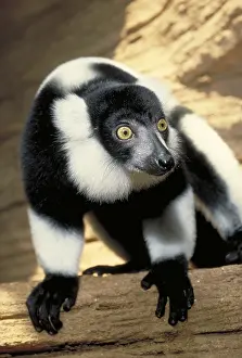 Primate Prints: Ruffed Lemur