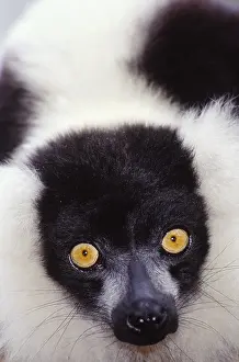 Face Prints: Ruffed lemur, Madagascar