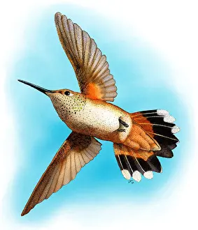 Birds Prints: Rufous Hummingbird
