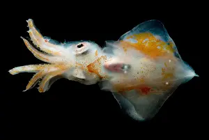 Deep Ocean Prints: Ruppell's Octopus Squid