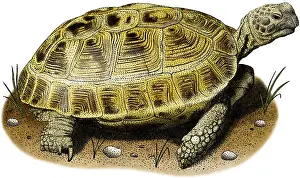 Central Prints: Russian Tortoise
