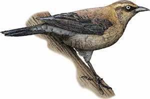 Blackbird Prints: Rusty Blackbird