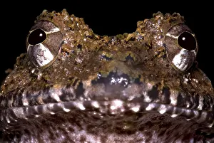 Robber Prints: Rusty Robber Frog
