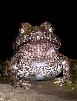 Robber Prints: Rusty Robber Frog
