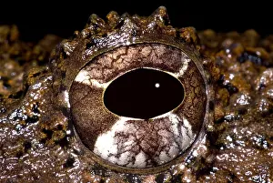 Central Prints: Rusty Robber Frog