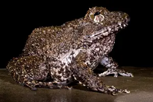 Central Prints: Rusty Robber Frog