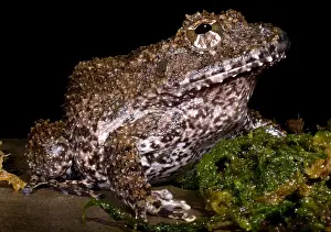 Central Prints: Rusty Robber Frog