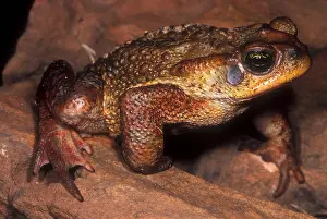 2005 Prints: Rusty Toad