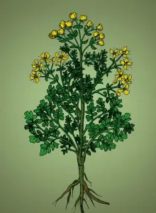 Horticultural Prints: Ruta Graveolens, Alchemy Plant